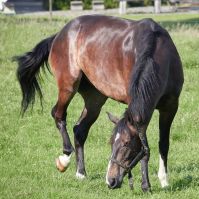 Horse pasture seed with yarrow