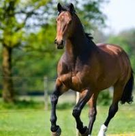 Horse pasture without clovers
