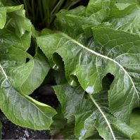 Organic Horseradish Root