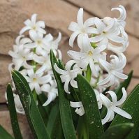 Organic spring bulbs