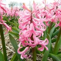 Organic Hyacinth 'Pink Pearl'