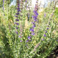 Hyssop