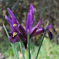Organic Bulb
Purple Iris
Iris Reticulata J. S. DIJT
Dwarf Iris