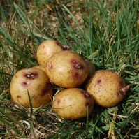 Irish Gold Seed Potatoes