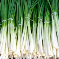 Bunching Onion  Ischikrona 