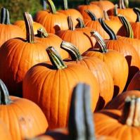 Jack O'Lantern Pumpkin