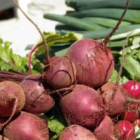 Organic Beetroot Jannis