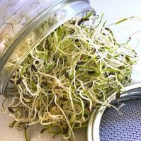Glass Sprouting Jar
