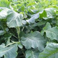 Kale 'Gruener Angeliter'
