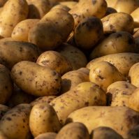 Kelly Seed Potatoes Ireland