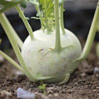green autumn variety Kohlrabi