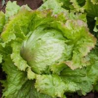 Organic Iceberg Lettuce
