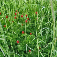 Landsberger Mix Seed