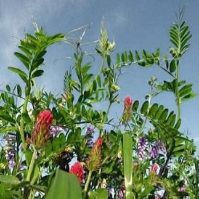 Organic Landsberger Mix