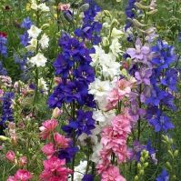 Organic Larkspur mixed 