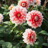 Pink organic dahlia bulbs