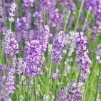 English Lavender