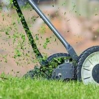 organic lawn seed
