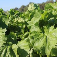 Leafy Turnip Seed