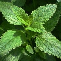 Melissa officinalis