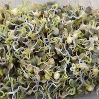 Puy lentil sprouted