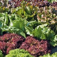 Lettuce 'Mixture'