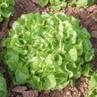 Piro Oak Leaved Lettuce