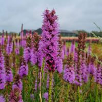Organic Liatris Spicata 'Button Snakewort'