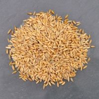 Light Baking Rye Grain
