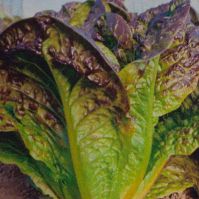  Cos Lettuce Little Leprechaun 