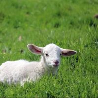 organic permant pasture