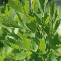 Lovage