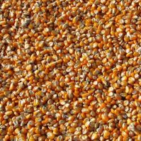 Corn Seed for Microgreens