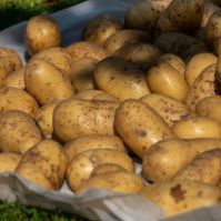 Maris Piper Potatoes Ireland