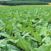 Fodder Kale 'Bombardier' (Conv.)