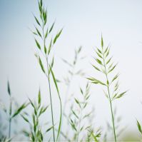 Organic Meadow Fescue 'Tored'