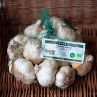 Messidor Organic garlic for autumn planting
