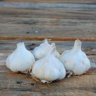 'Messidrome' Organic Garlic (Autumn Planting)