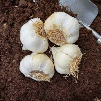 Organic Messidrome Seed Garlic