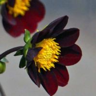 Organic Mexican Star Dahlias Bulb