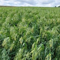 Millet Seed for Birds