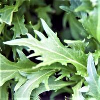 Mizuna Greens
