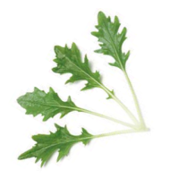 Organic Baby Leaf Mizuna