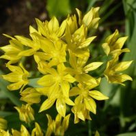 yellow onions