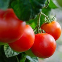 Tomato 'Moneymaker'