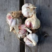 Organic garlic to plant over winter