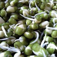 Organic mung beans for sprouting