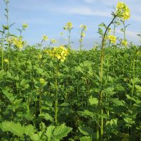 Organic Indian Mustard Seed