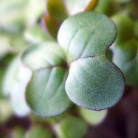 Mustard for Microgreens Organic