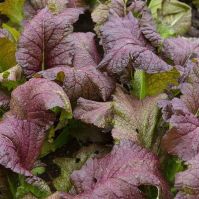 Mustard Red Giant